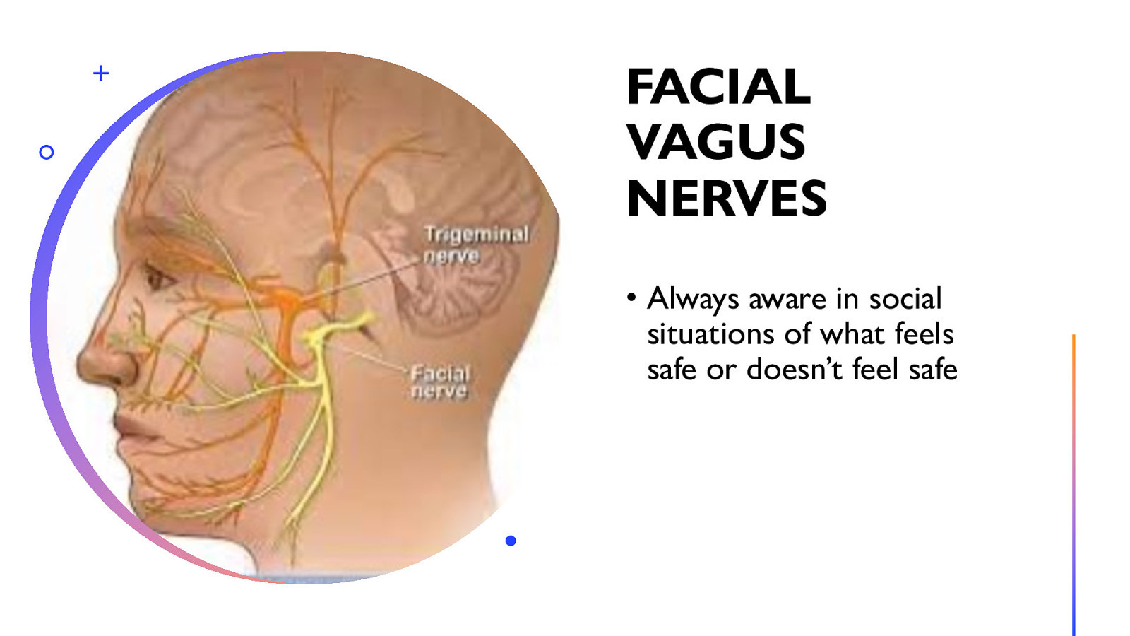 FACIAL VAGUS NERVES • Always aware in social situations of what feels safe or doesn’t feel safe
