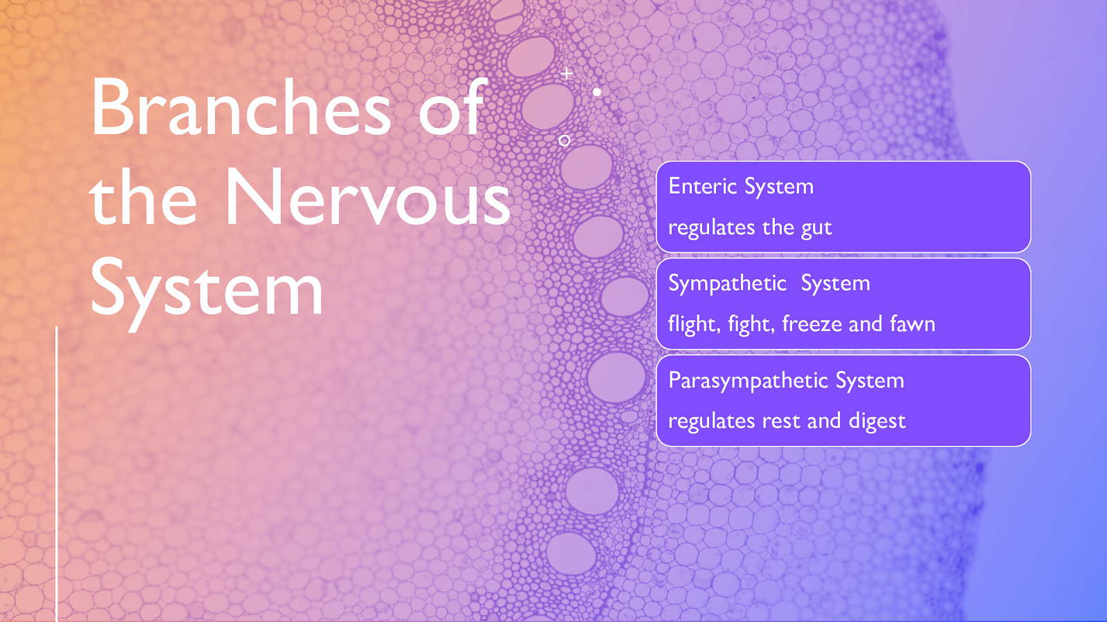 Branches of the Nervous System Enteric System regulates the gut Sympathetic System flight, fight, freeze and fawn Parasympathetic System regulates rest and digest
