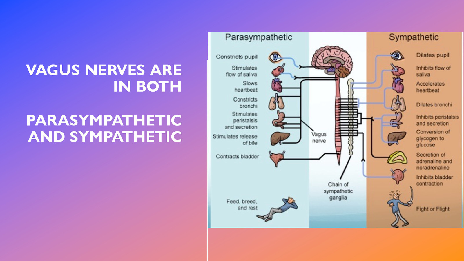 VAGUS NERVES ARE IN BOTH PARASYMPATHETIC AND SYMPATHETIC
