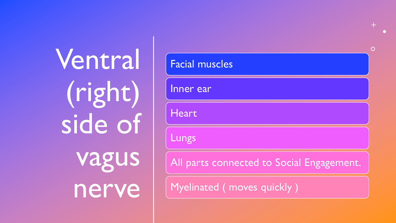 Ventral (right) side of vagus nerve Facial muscles Inner ear Heart Lungs All parts connected to Social Engagement. Myelinated ( moves quickly )
